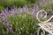 Lavender Field Flower Background