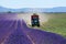 Lavender field in France during harvest time