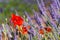 Lavender field in France with red poppies