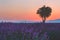 Lavender field in French Provence with single tree in gentle pink sunset light