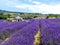 Lavender field with a garden hut, Provence, France