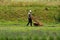 A lavender field and a gardener mowing the grass and taking care of the lavender field.