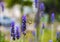 Lavender Field gardening, plant, bunch, floral