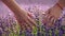 Lavender field hand. Women's hands touch purple lavender flowers in the fields.