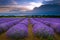 Lavender Field in Heacham in North Norfolk, England