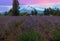 Lavender Field in Hood River Oregon After Sunset