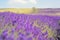 Lavender field, lavender flowers in defocus. Violet field, beautiful nature, allergy