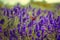 Lavender field, lavender flowers in defocus. Violet field, beautiful nature, allergy. Butterfly sits on a lavender flower, insects