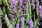 Lavender Field Nature Surface Flowers