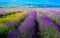 Lavender field near the city of Bakhchisarai