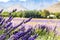 Lavender field near Franschhoek South Africa