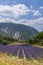 Lavender field near Montbrun les Bains and Sault, Provence, France