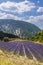 Lavender field near Montbrun les Bains and Sault, Provence, France