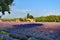 Lavender field and old farmhouse, Provence, France