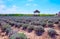 Lavender field with old fashioned pavilion