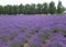 Lavender Field with Pine Trees in Hokkaido, Japan