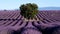 Lavender field in plateau Valensole