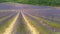 Lavender field in Provence