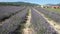 Lavender field in Provence