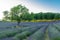 Lavender field in Provence