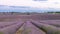 Lavender field in Provence