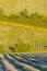 Lavender field in Provence