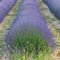 Lavender field in Provence