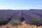 Lavender field, provence
