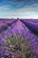 Lavender field in Provence during early morning