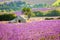 Lavender field in Provence, France