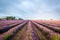 Lavender field in Provence, France