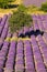 Lavender field in Provence, near the Sault town in France