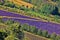 Lavender field in Provence, near the Sault town in France