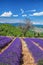 Lavender field in Provence, near the Sault town in France