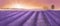 Lavender field in Provence, oil painted style poster, art illustration