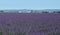 Lavender field, provence, south of france