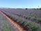 Lavender field, provence, south of france