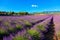 Lavender field. Purple flowers.