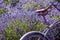 Lavender Field with Purple Vintage Bicycle