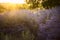 Lavender field in the rays of the setting sun