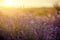 Lavender field in the rays of the setting sun