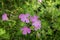 Lavender Field . Reddish purple Mallow ZeniAoi flower is fully blooming quietly . wild mallow plant Malva sylvestris