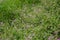 Lavender Field . Reddish purple Mallow ZeniAoi flower is fully blooming quietly . wild mallow plant Malva sylvestris