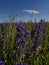 Lavender field in the Republic Bashkortostan