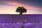 Lavender field with rows lines, beautiful landscape at sunset.