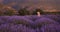 Lavender field in the runrise, harvesting season, Isparta Turkey