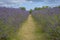 Lavender field in a semi-cloudy day