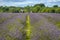 Lavender field in a semi-cloudy day