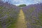 Lavender field in a semi-cloudy day