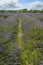 Lavender field in a semi-cloudy day